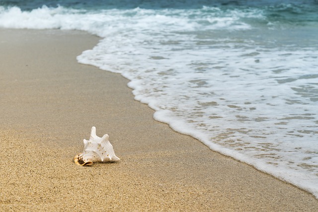 海のはじまり全何話でいつからいつまで？最終回までの放送日程と時間も紹介